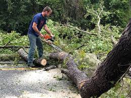 Trusted Port Washington North, NY Tree Removal Experts